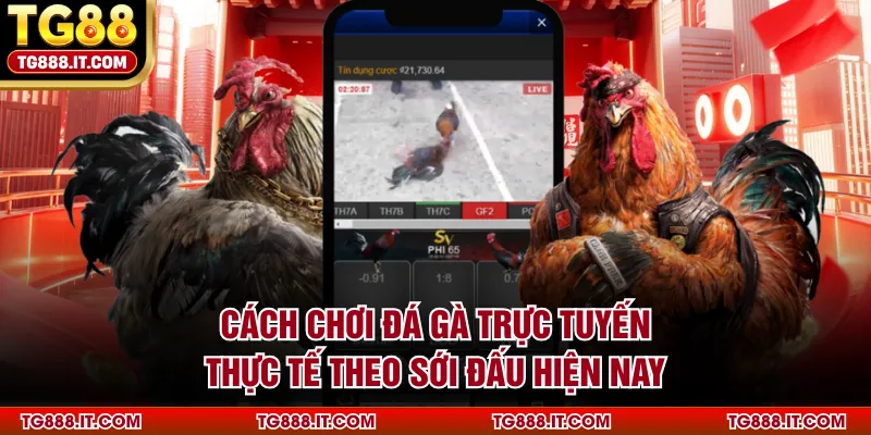 Cách Chơi Đá Gà Trực Tuyến Thực Tế Theo Sới Đấu Hiện Nay